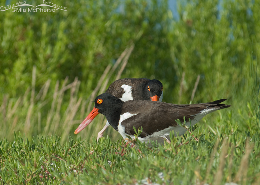 American Oystercatchers changing brooding duties
