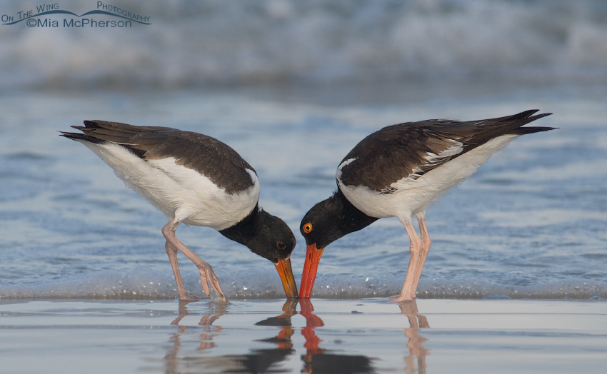 American Oystercatchers just after sunrise