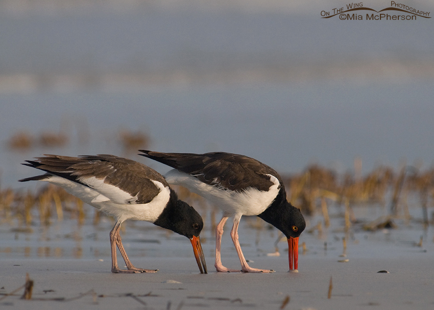 Seventy-nine day old American Oystercatcher with adult