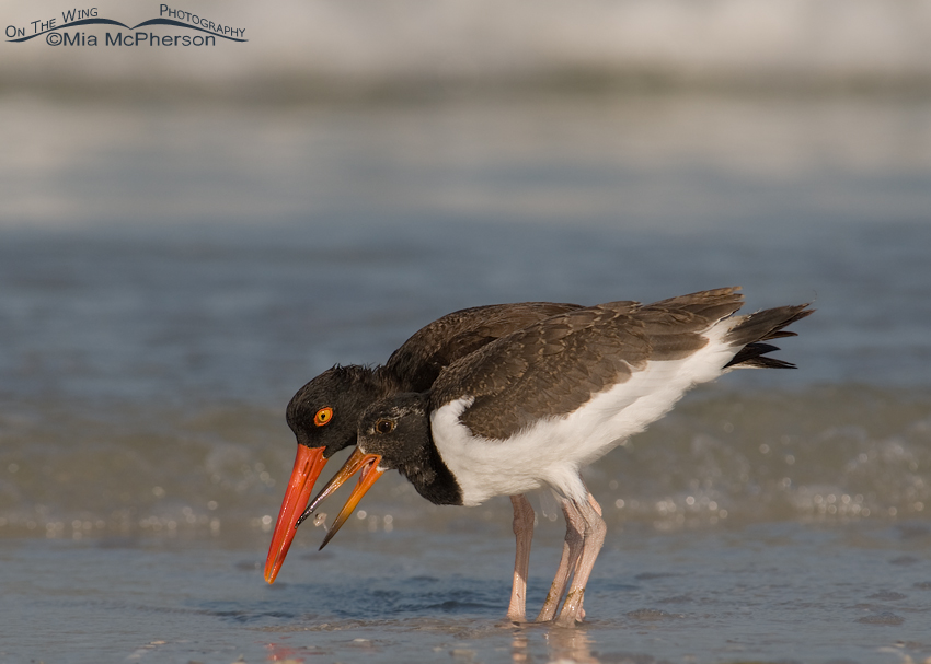 Adult and juvenile American Oystercatchers
