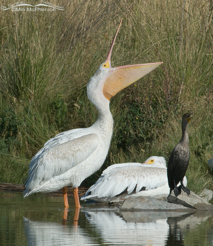American White Pelican opening its bill