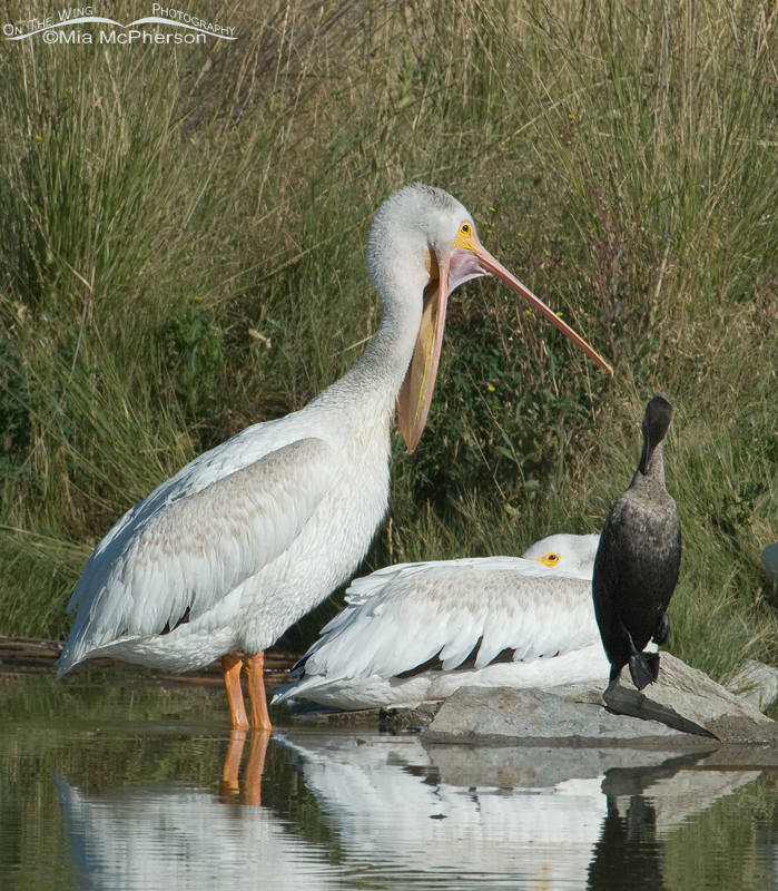 American White Pelican with bill open wide