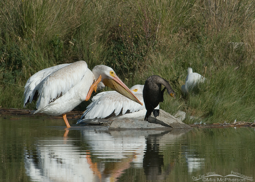 American White Pelican and Double-crested Cormorant scratching