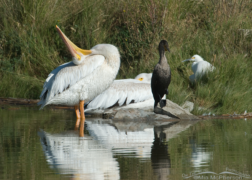 American White Pelican rubbing its head on its back