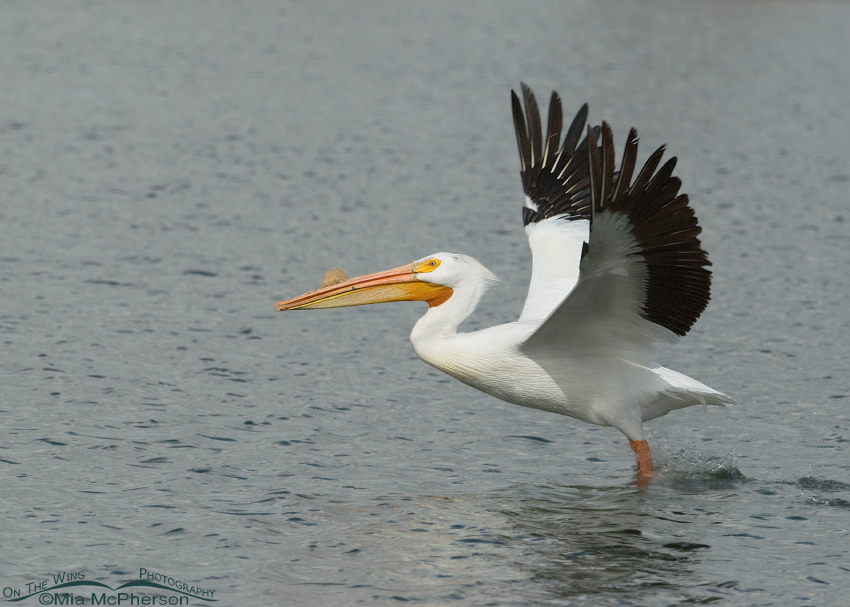 American White Pelican lifting off from Willow Pond