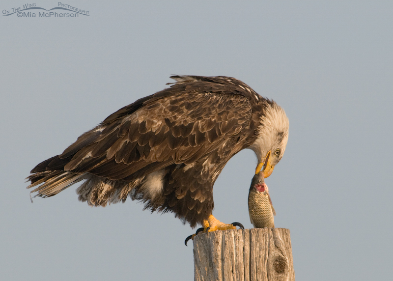 Four year old Bald Eagle eating a fish - Mia McPherson's On The Wing  Photography