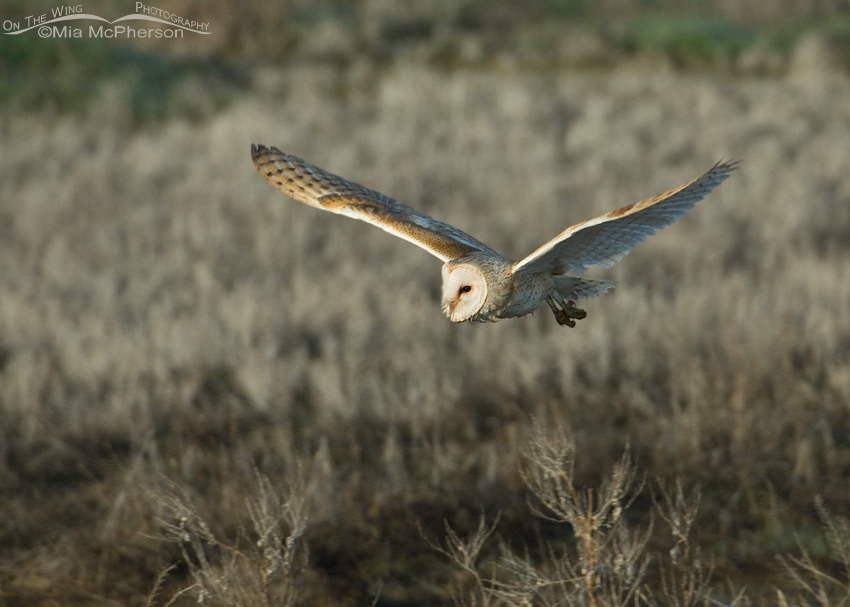 Adult Barn Owl (Tyto alba) in flight