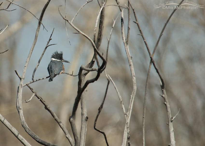 Belted Kingfisher, small in frame