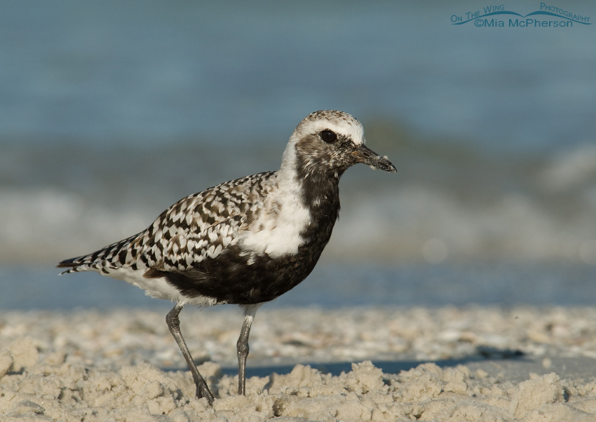Adult Black-bellied Plover close up