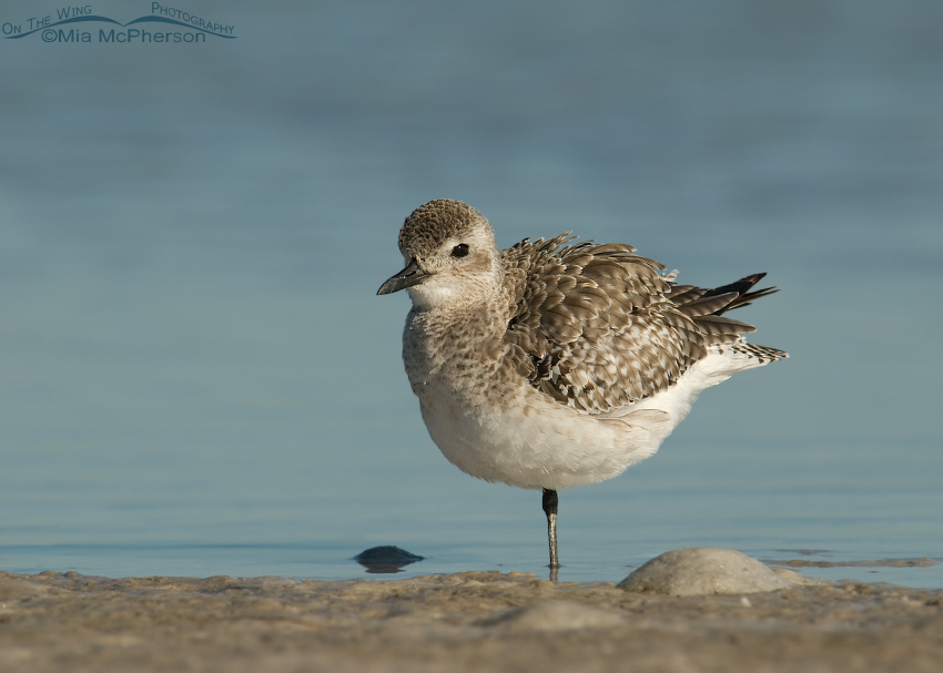Black-bellied Plover in nonbreeding plumage