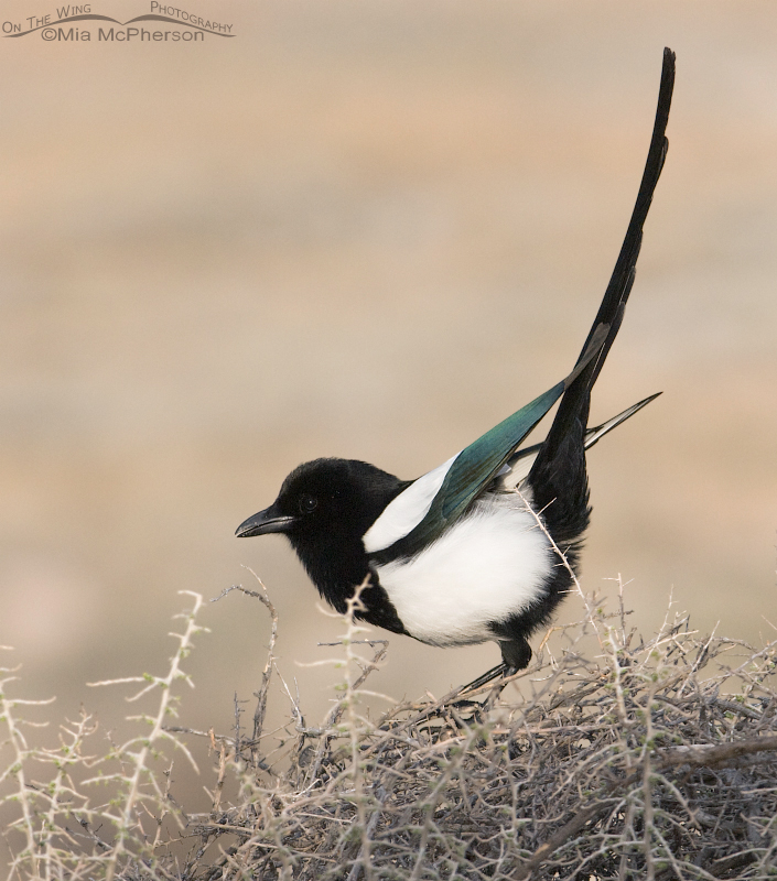 Black-billed Magpie displaying