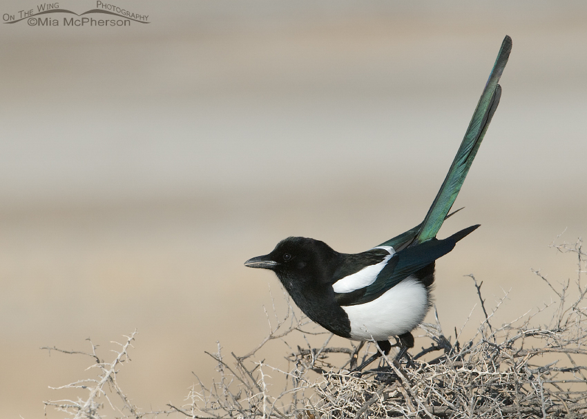 Black-billed Magpie building a nest