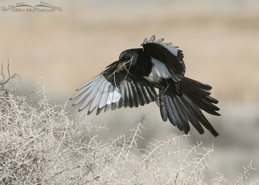 Black-billed Magpie landing with nesting material