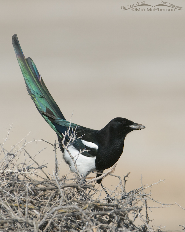 Black-billed Magpie with its head cocked