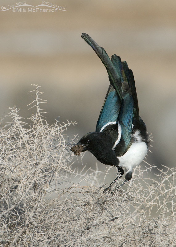 Black-billed Magpie with nesting material, Utah