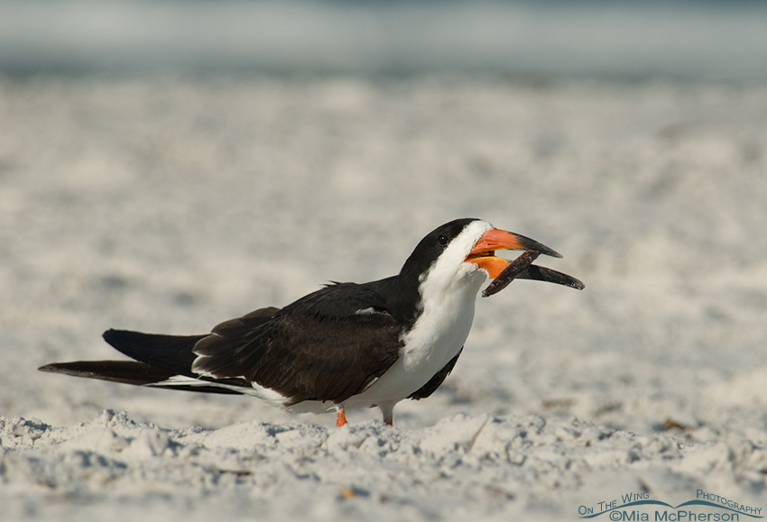 Black Skimmer with a Mangrove seed pod