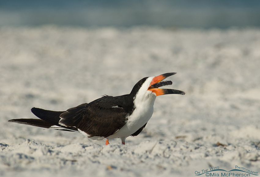 Black Skimmer with a Mangrove seed pod in mid air