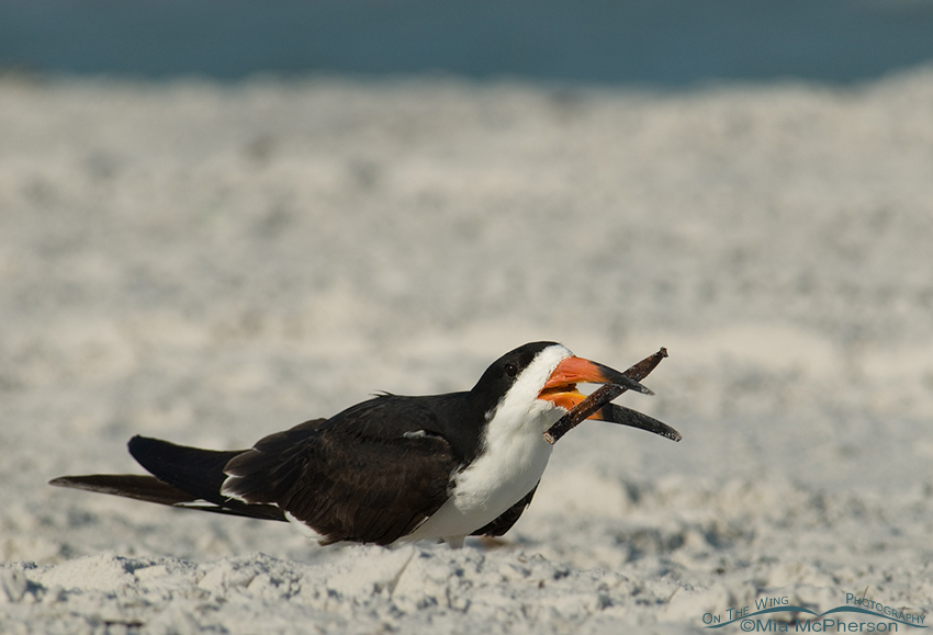 Black Skimmer and a seed pod