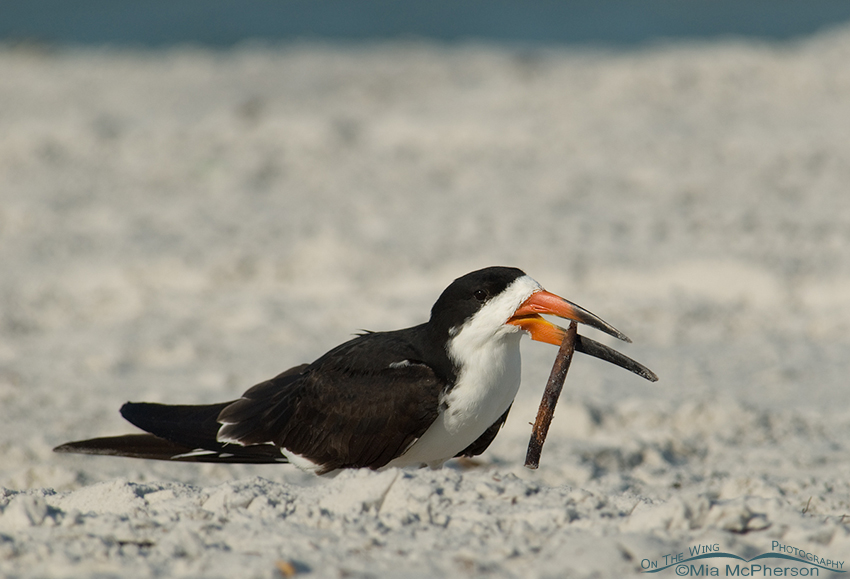Black Skimmer grasping a seedpod with its bill