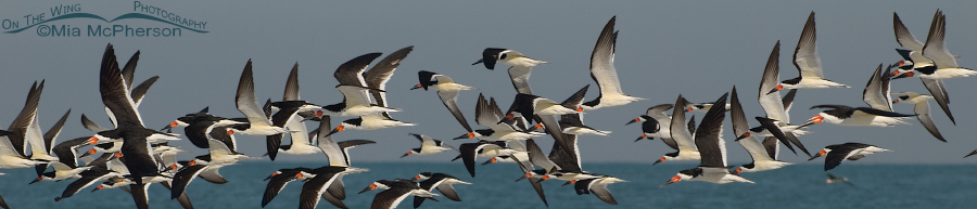 Flock of Black Skimmers in flight