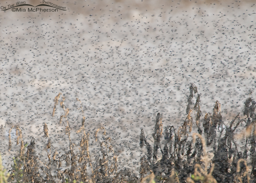A swarm of Brine flies