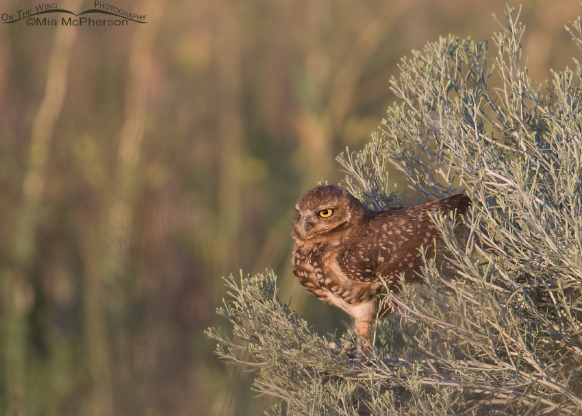 Burrowing Owl juvenile perched on a Rabbitbrush