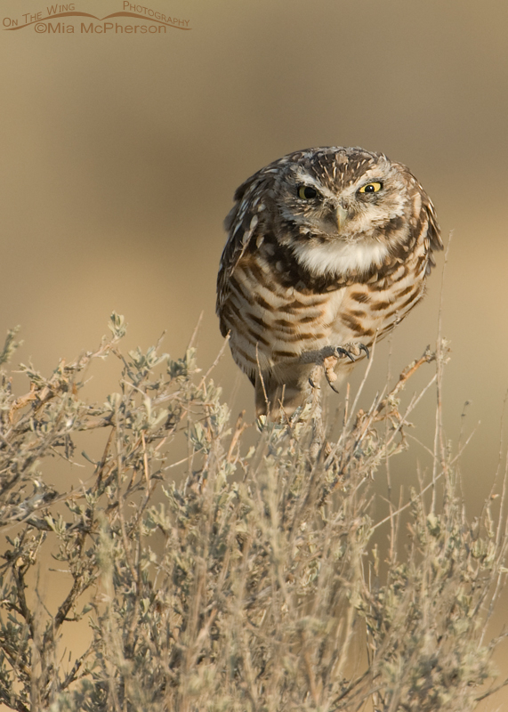 A ferocious looking adult Burrowing Owl