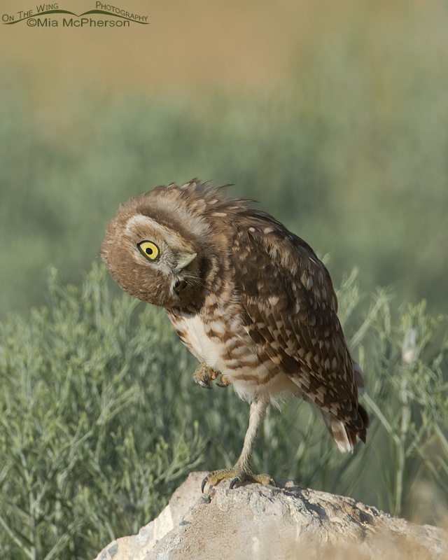 Juvenile Burrowing Owl parallaxing