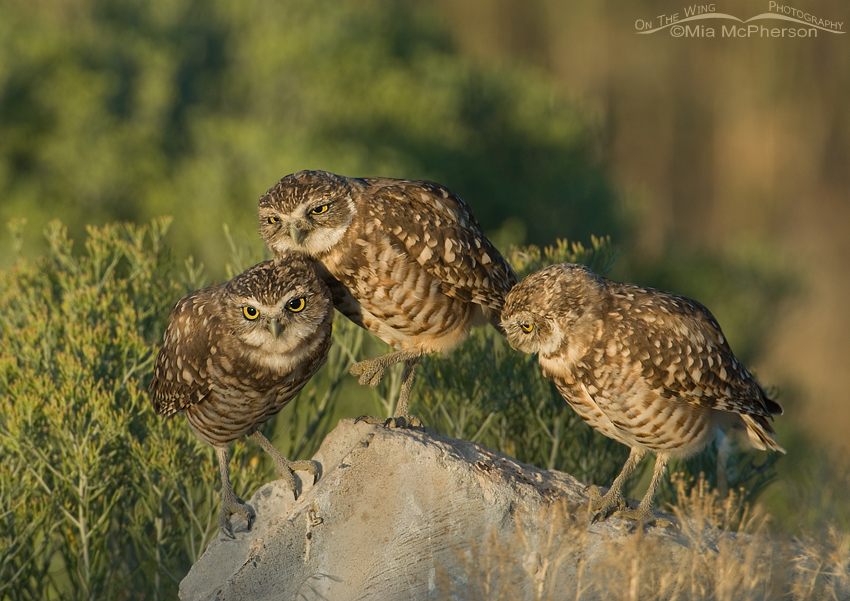 Three Burrowing Owl juveniles