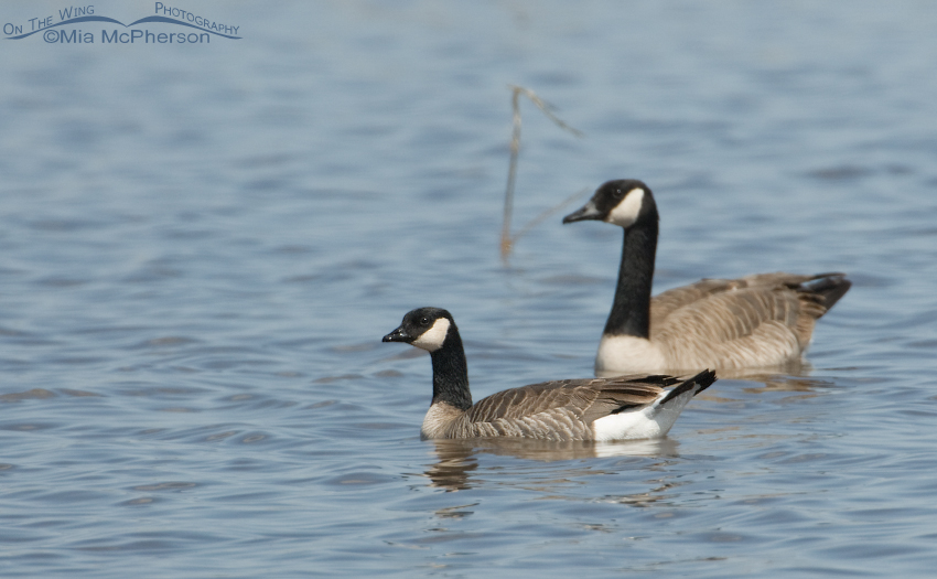 Cackling Goose on the water with a Canada Goose in the background