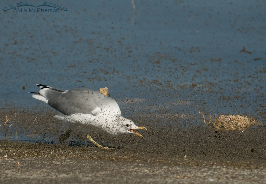 California Gull chasing brine flies with its bill open