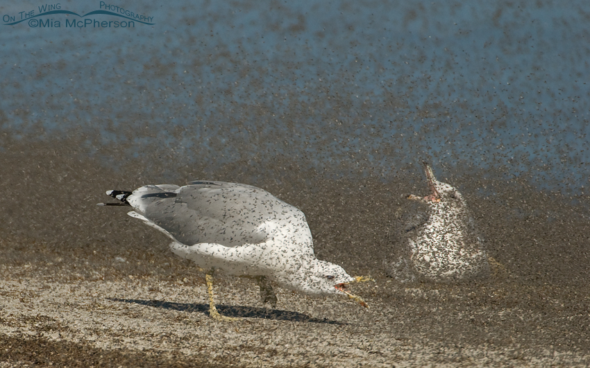 One California Gull actively feeding, the other is passively feeding