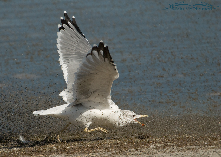 California Gull running after brine flies