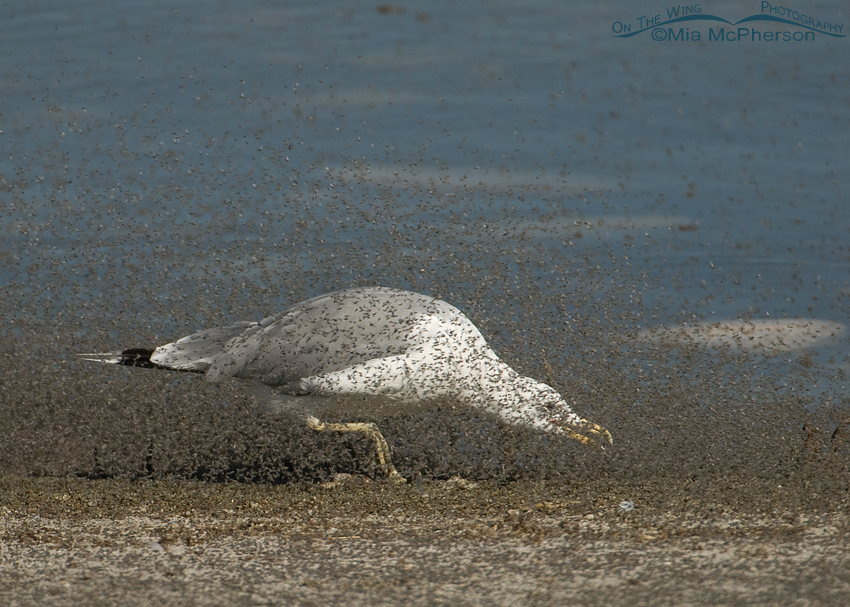 California Gull hunched down chasing brine flies