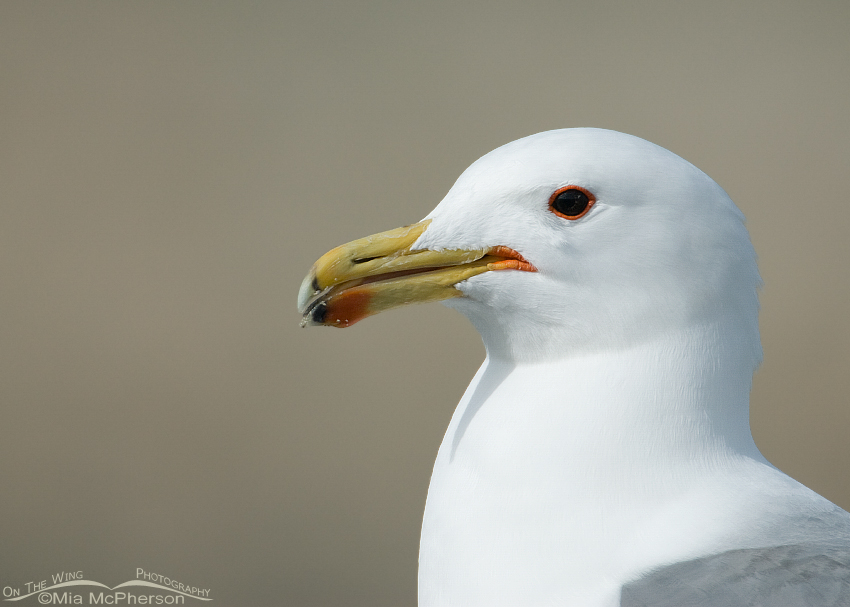 California Gull Portrait