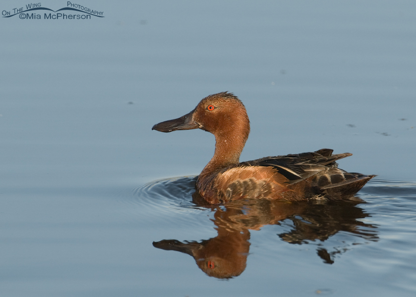 Cinnamon Teal male at Farmington Bay