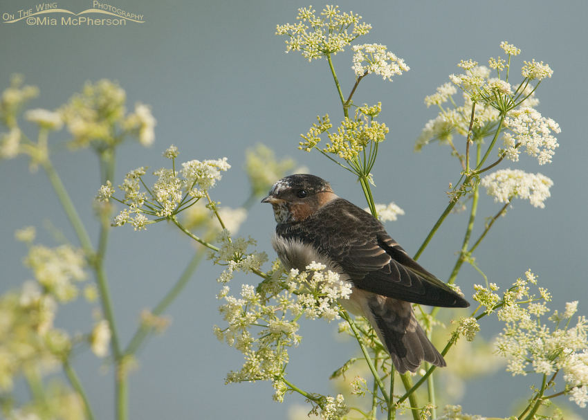 Juvenile Cliff Swallow (pale-throated variant)