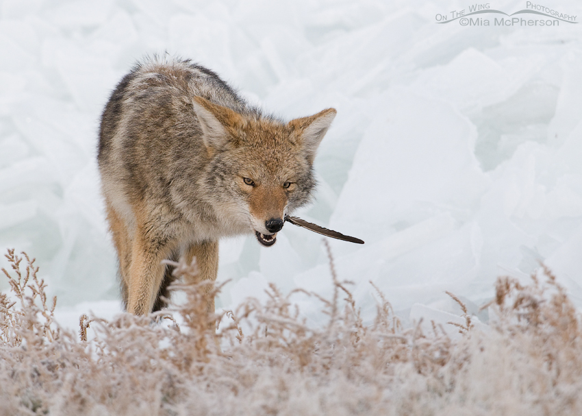 Coyote crunching on a duck wing