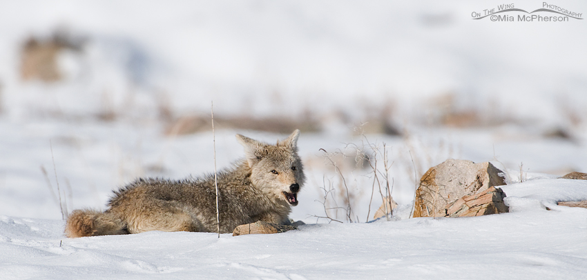 Male Coyote eating something while laying in the snow