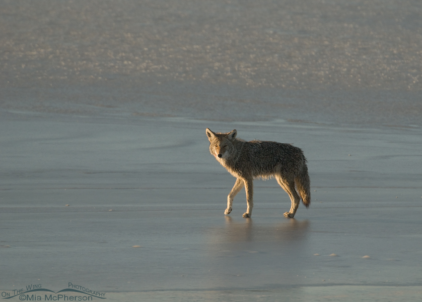 Side lit Coyote on the ice of the Great Salt Lake