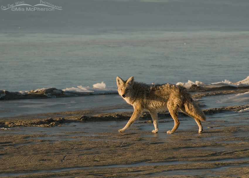 Side lit Coyote on the shoreline