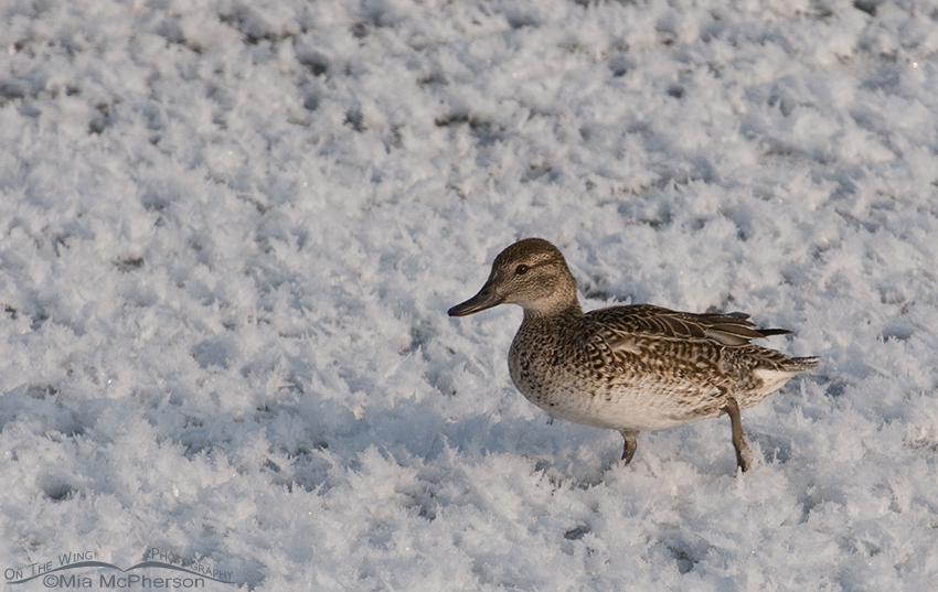 Green-winged Teal hen in ice flowers