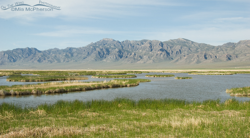 Marshes at Fish Springs NWR are so beautiful, Fish Springs National Wildlife Refuge, West Desert, Juab County, Utah