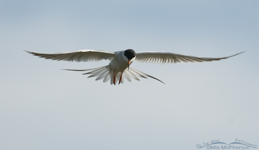Forster's Tern hovering over a marsh
