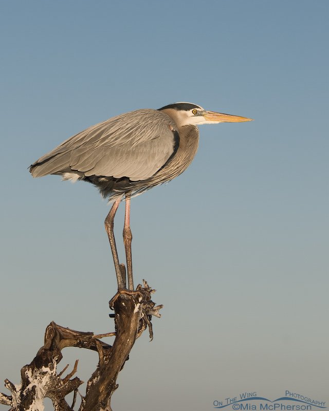 Great Blue Heron on a big stick (stump), Fort De Soto County Park, Pinellas County, Florida