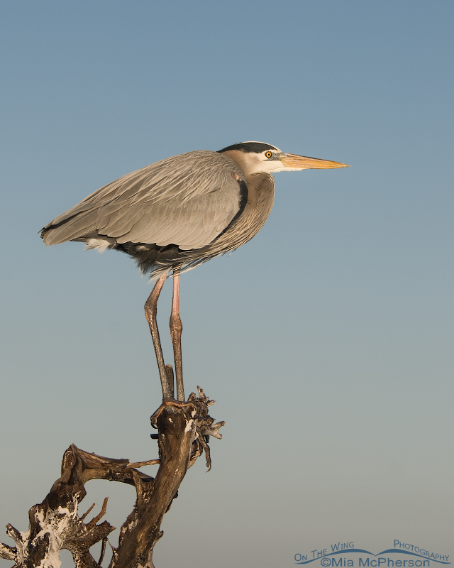 Great Blue Heron perched on a old snag on the beach