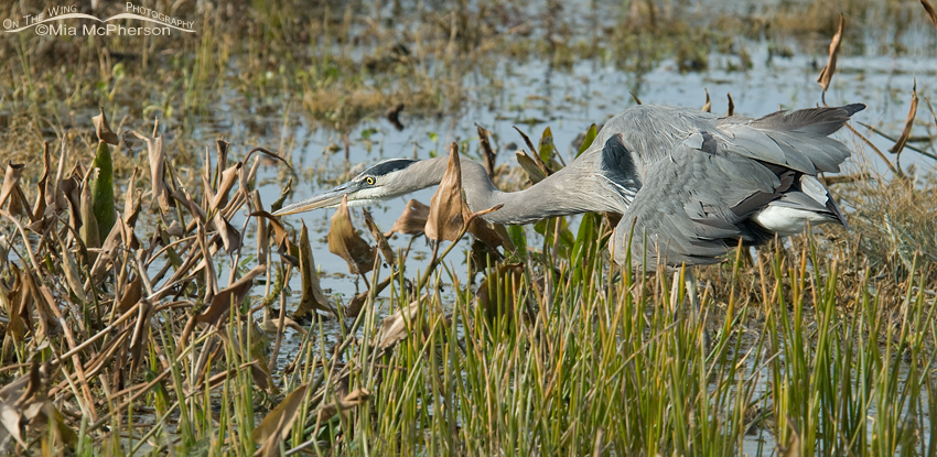Great Blue Heron hunting in a wetlands