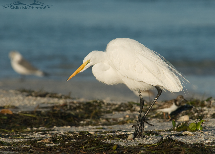 Great Egret foraging the wrack line