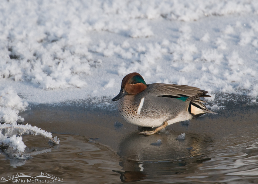 Green-winged Teal drake