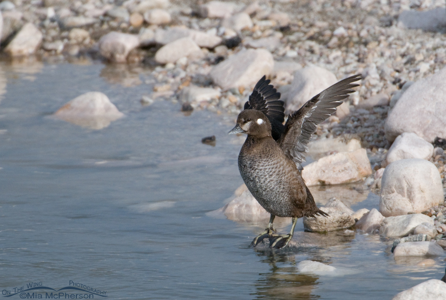 Female Harlequin Duck flapping her wings